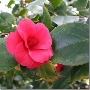 Camellia japonica