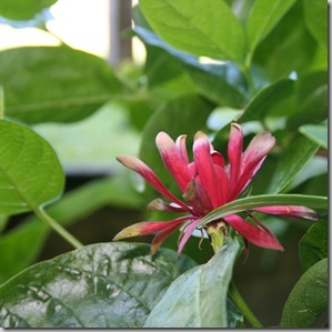 calycanthus occidentalis