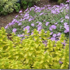 golden oregano