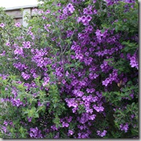 prostanthera rotundifolia