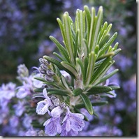 rosemary photo by Geishaboy500 rosemary photo by Geishaboy500