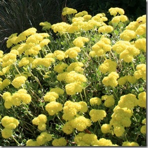 sulfur buckwheat ca native