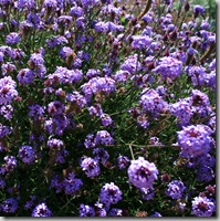 verbena lilacina de la mina