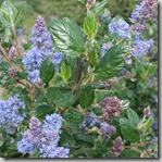 Ceanothus California Lilac Ceanothus California Lilac