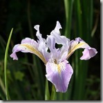 IMG_4684 IMG_4684