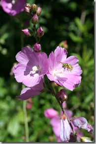 Native-sweat-bee-on-Checkers-photo-courtesy-Genevieve-Schmidt.jpg