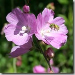 Native sweat bee Native sweat bee