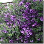 purple flower purple flower
