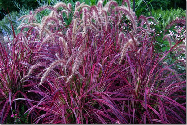Fireworks pennisetum