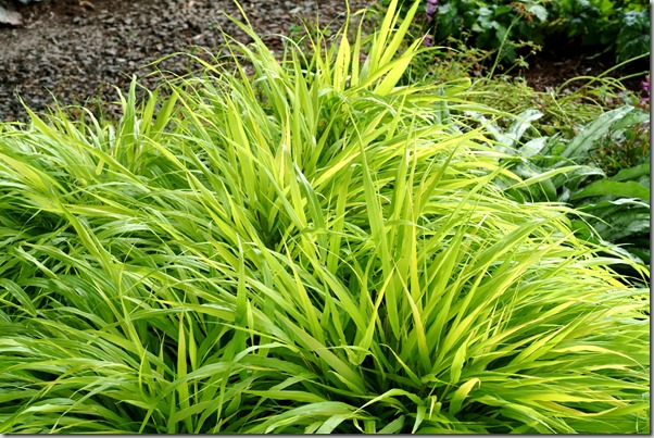 Hakonochloa 'All Gold' - Photo