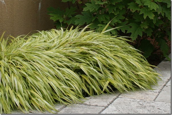 hakonechloa aureola