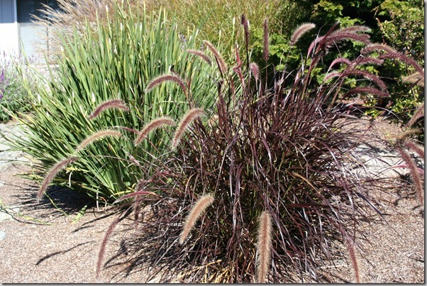 pennisetum rubrum