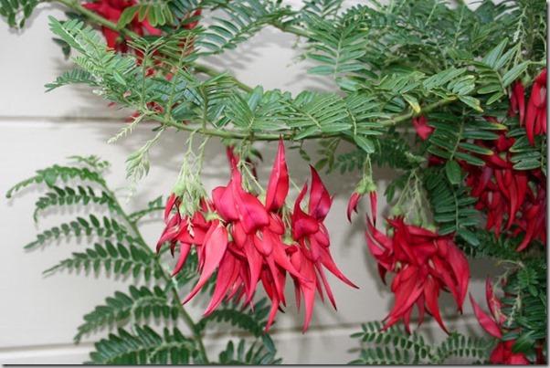 Clianthus puniceus Clianthus puniceus