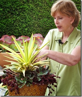 Debra Lee Baldwin Succulent DIY