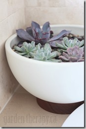 Echeveria-in-Modernica-Case-Study-Bowl-with-Plinth-682x1024