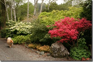 woody plants at Pat Wells garden