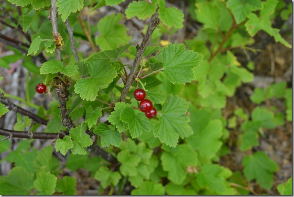 red currants in commercial setting