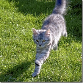 Big kittens 170