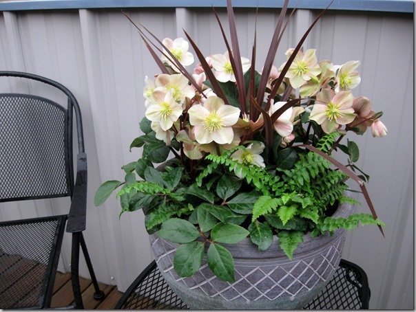 Helleborus-Cinnamon-Snow-makes-a-great-gift.-Image-courtesy-Skagit-Gardens_thumb.jpg