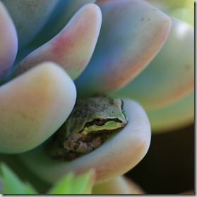 frog (4)