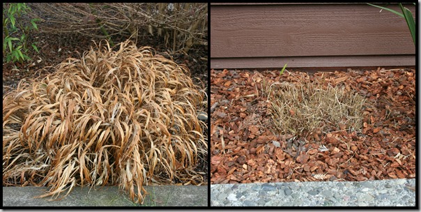 Japanese forest grass pruning
