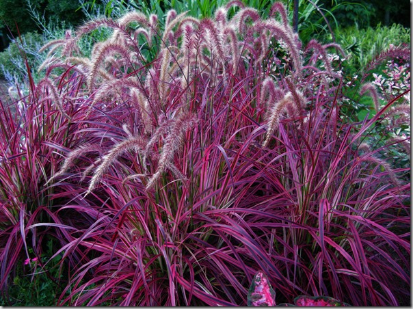 Fireworks pennisetum Photo courtesy ItSaul Plants Fireworks pennisetum - Photo courtesy ItSaul Plants