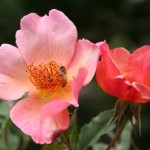 A selection of expert-approved, disease-resistent roses for the coastal Pacific Northwest.