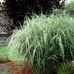 How to prune a flopping grass in summer