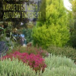 Fall blooming heather varieties for the autumn garden