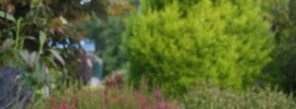 Fall blooming heather varieties for the autumn garden