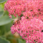 How to prune Sedum 'Autumn Joy'