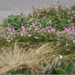 Sea Coast Perennial Flowers