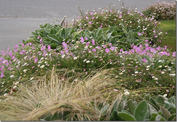 Sea Coast Perennial Flowers