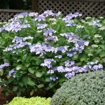 A collection of shade plants that grow well on the coast. from www.northcoastgardening.com