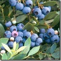 Blueberry Taste Test!