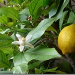 How to fix a thick rind on meyer lemons.