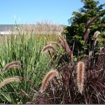 Fabulous fountain grasses!