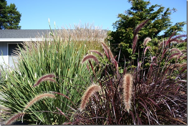 Fabulous fountain grasses!