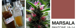 North Coast Gardening's 2015 Annual Garden Trends Report - gabion walls, native plant and other meaningful gardening, nonalcoholic botanical cocktails, ornamental weed, and more! www.northcoastgardening.com