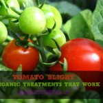 TOMATO BLIGHT - ORGANIC TREATMENTS THAT WORK