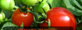 TOMATO BLIGHT - ORGANIC TREATMENTS THAT WORK