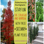 Fabulously fastigiate - Stay on the straight and narrow with these skinny plant picks from www.northcoastgardening.com