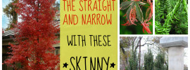 Fabulously fastigiate - Stay on the straight and narrow with these skinny plant picks from www.northcoastgardening.com