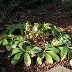 Pruning evergreen perennials A simple guide to how and when from NorthCoastGardening.com
