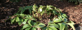 Pruning evergreen perennials A simple guide to how and when from NorthCoastGardening.com